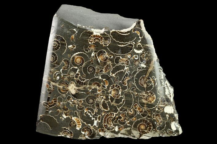 Polished Ammonite (Promicroceras) Slab - Marston Magna Marble #131990